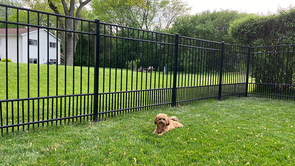 Black aluminum puppy-picket fence with a dog in a Plainfield, Illinois yard