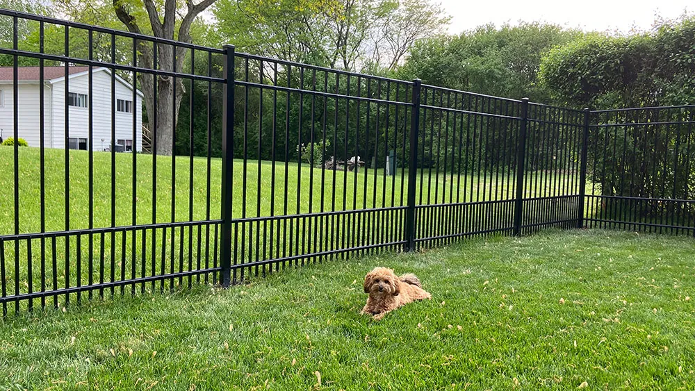 Black aluminum puppy-picket fence with a dog in a Plainfield, Illinois yard